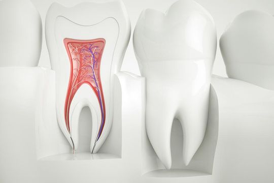 Wurzel Zahn